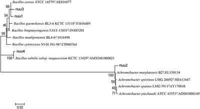 Endophytic Bacteria Improve Plant Growth, Symbiotic Performance of Chickpea (Cicer arietinum L.) and Induce Suppression of Root Rot Caused by Fusarium solani under Salt Stress